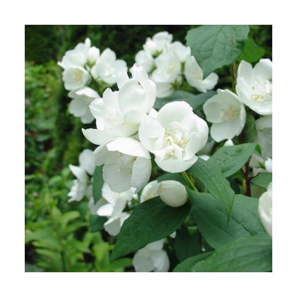 バイカウツギ スノーファンタジーの苗木 Ki Kaboku 439 花育通販yahoo 店 通販 Yahoo ショッピング