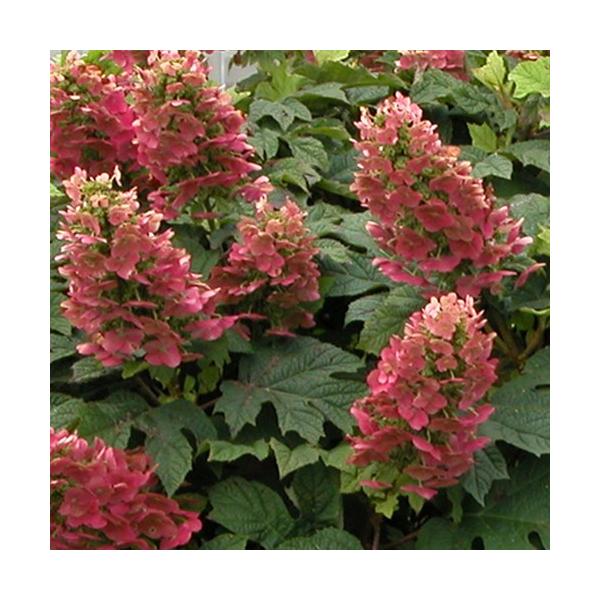 柏葉アジサイは、葉が大きくカシワのように見える北アメリカ東部原産のアジサイです。花だけではなく、秋の紅葉も美しく、栽培も簡単です。柏葉アジサイ「ルビースリッパーズ」は株がコンパクトにまとまります。花は一重で円錐花序に密集します。咲き始めが白...