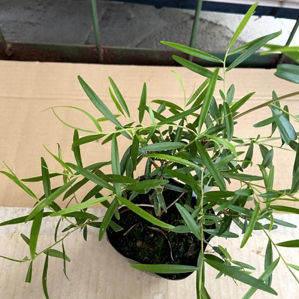 [Release date: June 28, 2022]葉は長細く繊細で涼しげなシルエットで美しい緑色の葉色ですが、冬の寒さで赤く変色することもあります。初夏に小さな可愛い白い花を咲かせます。ティーツリーの中で最も香りの良い品種で、その名...