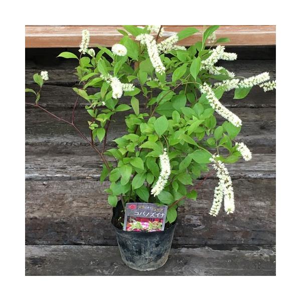 コバノズイナは５−６月にかけて白いブラシのようなお花を咲かせます。北米原産のお花ですが和風なたたずまいにもよく合います。茶花にもおすすめです。樹高は低く1ｍ程度で小さなお庭にもよく合います。秋には紅葉も楽しめる見所の多い花木です。寒さにも強...