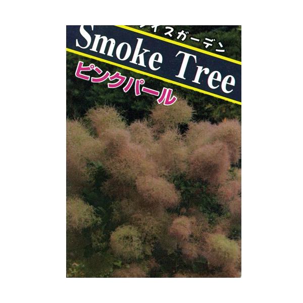 スモークツリー（けむりの木）の苗木・ピンクパール 5号（15cm