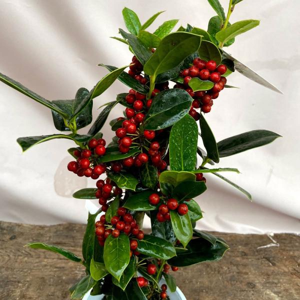 hanaikushop_ki-kaboku-505