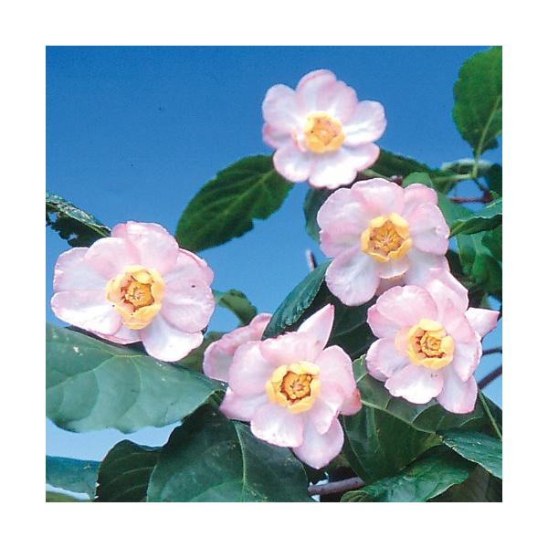 ナツロウバイ(夏蝋梅)の苗木 : 植物・園芸専門店 花育通販Yahoo!店