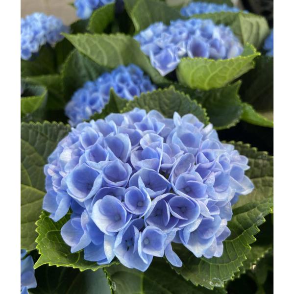 ハイドランジア(アジサイ) マジカルレボリューションの苗 : 植物・園芸