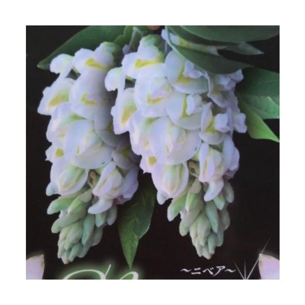 若木のうちから花が咲きやすくコンパクトなわい性タイプなので鉢植えでトレリス仕立てにしても花が楽しめます。耐寒性が-5度までと寒さにも強く、庭植えにしても良いです。開花は来年以降からとなります。バージニア〜フロリダが原産で原産地では2季咲きに...