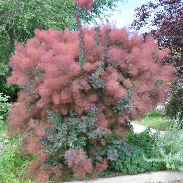 [Release date: October 7, 2025]初夏に咲く花木「スモークツリー（けむりの木）の苗木・グレース」を販売しています。スモークツリーは、ヨーロッパ南部〜中国南部を原産とする落葉低木です。5〜7月に開花し、花後に伸びた...