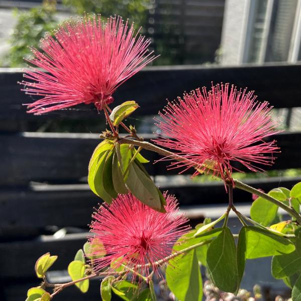 [Release date: June 14, 2022]「ネムノキ（合歓木）」は、夏に刷毛のような形のユニークな花を咲かせるマメ科の落葉高木です。四季咲きネムノキ（丸葉・高麗ネム）はその仲間で熱帯性の四季咲き品種です。開花期の最中には真っ...