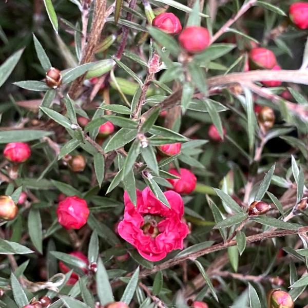 八重咲き赤花】ギョリュウバイ（御柳梅/魚柳梅/レプトスペルマム