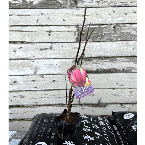 ガールマグノリア モクレン 木蓮 スーザンの苗木 Buyee Buyee Japanese Proxy Service Buy From Japan Bot Online