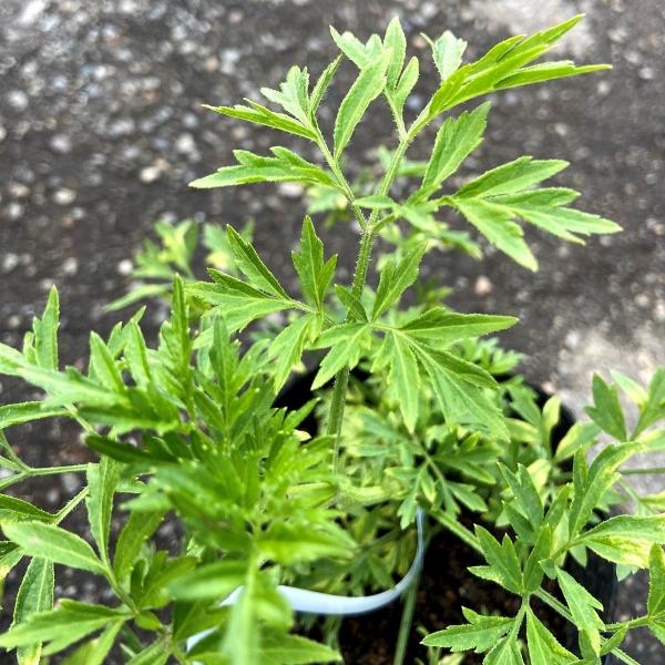 [Release date: April 16, 2021]西洋ニワトコはヨーロッパなどで人気のある落葉低木です。花は「エルダーフラワー」というハーブとしてシロップ漬けにしてジュースやハーブティーなどに利用されてきました。細葉みどり葉タイプ...