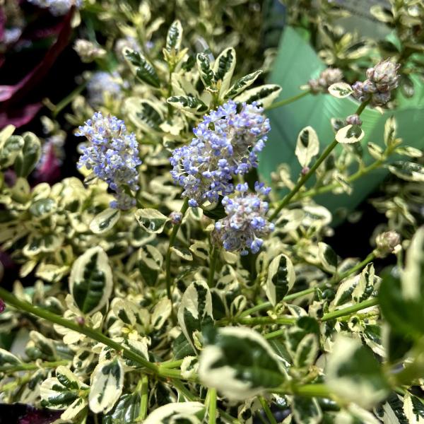 KaiLee　セアノサス　カルフォルニア　ライラック　 セット KaiLee セアノサス カルフォルニア ライラック セット KaiLee様