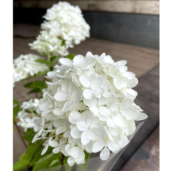 ピラミッドアジサイ ノリウツギ ボブシェルの苗木 5号ポット Ki Kaboku 669 2 花育通販yahoo 店 通販 Yahoo ショッピング