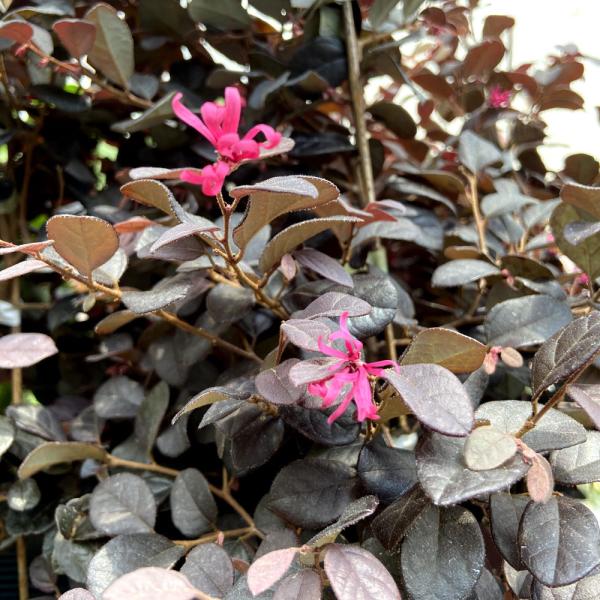 [Release date: May 17, 2021]黒美人は、ほとんど黒に見える濃い銅葉色と濃紅色の花を咲かせる矮性品種です。 通常のベニバナトキワマンサクは、夏場の葉色は緑色が強くなり銅色が薄くなりますが、クロビジンは夏場も濃い葉色を...