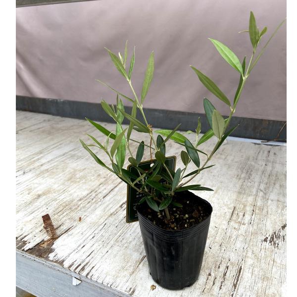 オリーブの苗木 ひなかぜ 3号ポット : 植物・園芸専門店 花育通販Yahoo