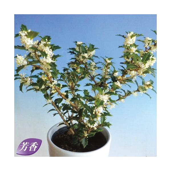 [Release date: October 19, 2021]名の通りよい香りが楽しめる白色花が咲く。姫ヒイラギよりもさらに一回り小さな葉を密生させます葉がとても小さく愛らしい品種。刈り込みにも強いので大きく育てて生け垣としてもお使いいた...