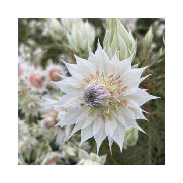 安いジョーイセルリアの通販商品を比較 ショッピング情報のオークファン