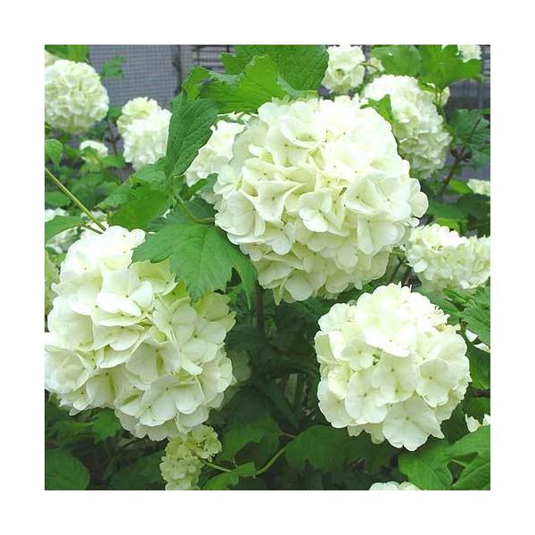 [Release date: February 10, 2026]別名「テマリカンボク」といわれ、てまり状に丸く開花する。庭木として育てやすく、優しげなやわらかい雰囲気が演出できる。切り枝としても非常に人気が高い。ビバーナム・スノーボールの...