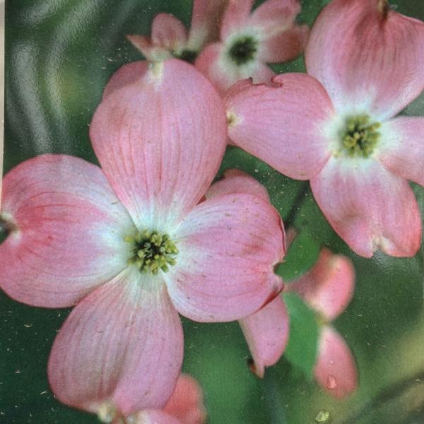 ハナミズキ 桃花 4-5号ポット苗木 : 植物・園芸専門店 花育通販Yahoo