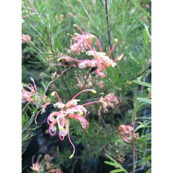 グレビレア センパフローレンスの苗木 : 植物・園芸専門店 花育通販