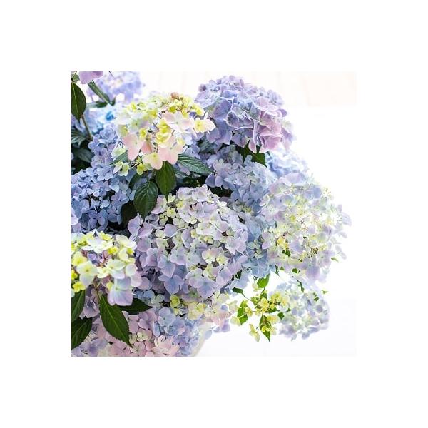 [Release date: September 23, 2025]すべての側芽から花が咲き、葉が小さいため蒸散量が少なく、通常のアジサイと比べて土が乾きにくい無剪定でも楽しめ、栽培は簡単でローメンテナンス土壌のpHによって花色を変化させ、...