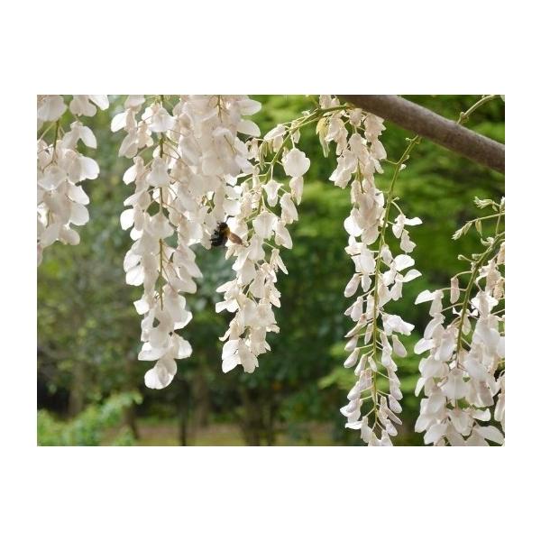 [Release date: February 3, 2026]花房の長さが20〜30cmほどの香りの強い白花を咲かせます。 早咲きで他の藤よりも先に咲きます。※年によって花芽がついていない株が入荷する事がありますので、基本的に花芽付での販...