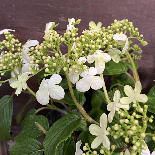 ビバーナム（ビブルナム） 四季咲きヤブデマリの苗木 : 植物・園芸専門 