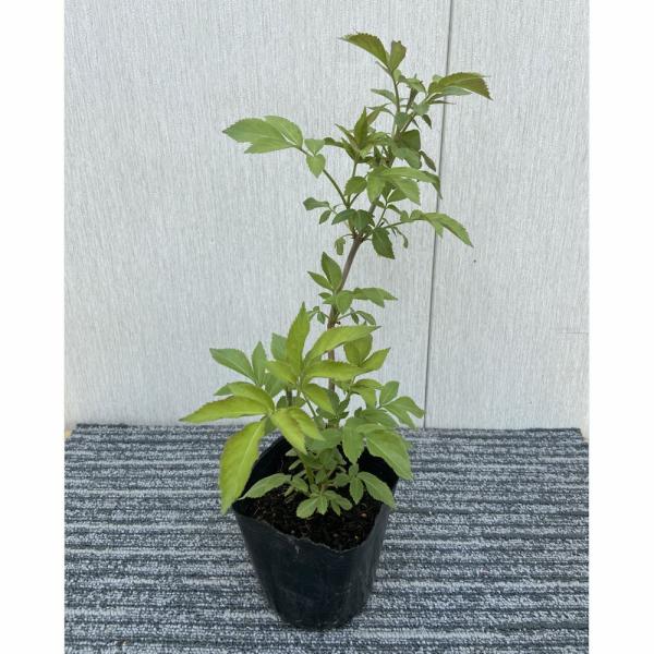 [Release date: April 2, 2024]西洋ニワトコはヨーロッパなどで人気のある落葉低木です。花は「エルダーフラワー」というハーブとしてシロップ漬けにしてジュースやハーブティーなどに利用されてきました。初夏には白い花を咲か...