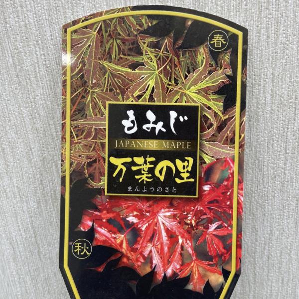 [Release date: March 26, 2024]もみじ（紅葉・モミジ）「万葉の里 （マンヨウノサト）」は、ヤマモミジ系の品種「照葉」の枝変わりで、芽吹きは赤紫色で夏は緑色に変化し、黄緑の斑が入ります。秋には黄に紅色の紅葉をします...