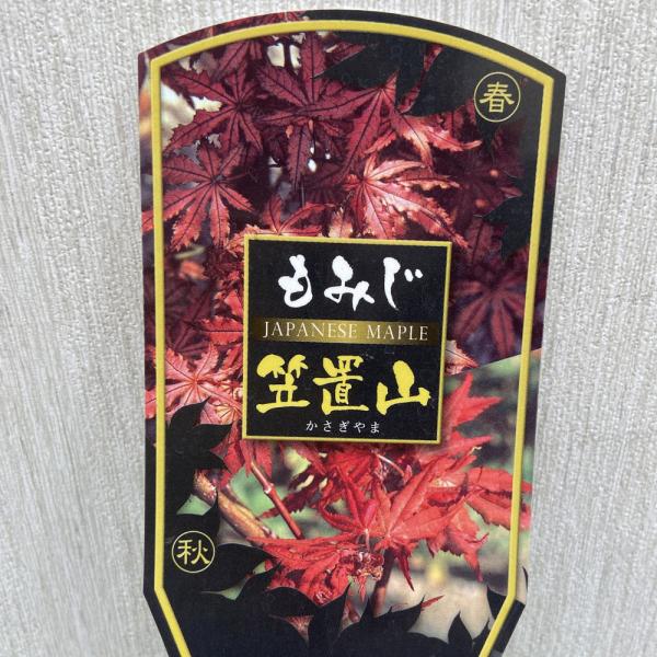 [Release date: March 26, 2024]もみじ（紅葉・モミジ）「笠置山（カサギヤマ）」は、ヤマモミジ系の品種で春の新葉の頃は濃淡のある赤色で裂片の周囲からだんだんと緑色に変わり、主脈とその付近に濃い赤色が残り、緑葉に変わ...