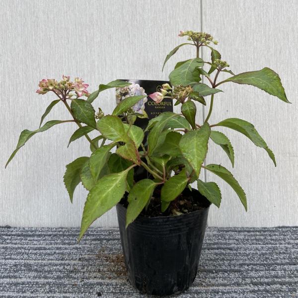 aihana＊garden 出品 LUON/【晴雨兼用】厚底 バイカラー サイドゴアレインブーツ