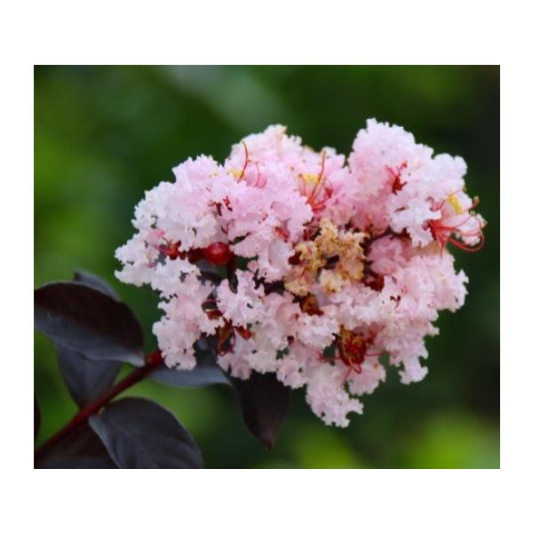 サルスベリ ブラックパール ライトピンク 18cmポット苗 : 植物・園芸