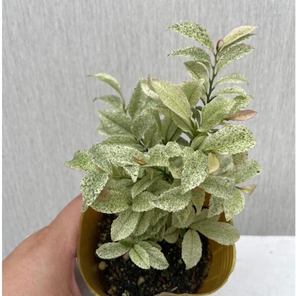 [Release date: September 16, 2025]小関園芸オリジナルのヒサカキの斑入り品種です。 ヒサカキの斑入り品種である残雪を生産しているときに偶然発見された砂子斑（砂をちりばめたように入る斑のこと）バージョンが「ミス...