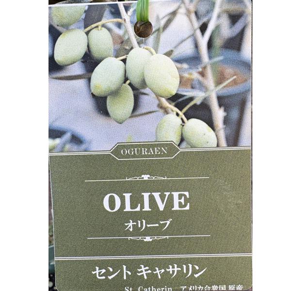 セントキャサリン（St. Catherine）オリーブの苗木 オリーブの苗木 セントキャサリン 5号スリットポット : 植物・園芸専門