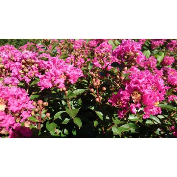 [Release date: March 4, 2025]百日紅（さるすべり）は夏の代表的な花木の一つです。開花期間が長く、夏の間お庭を華やかに彩ってくれます。幹が太ってくると樹皮がめくれてつるつるとした幹になります。シンボルツリーとしても...