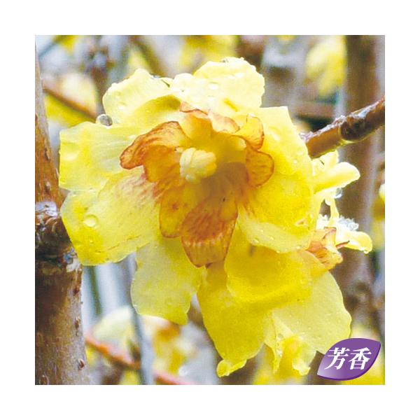 満月蝋梅（マンゲツロウバイ）の苗木 : 植物・園芸専門店 花育通販