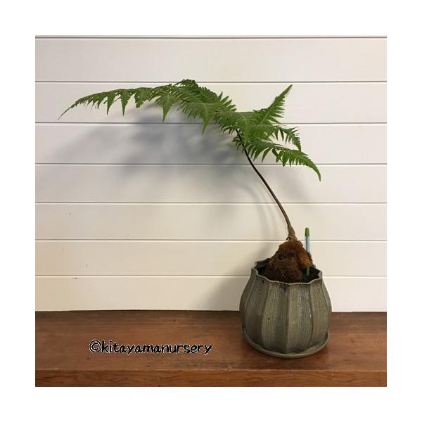 hanaikushop_ki-kanyo-a002
