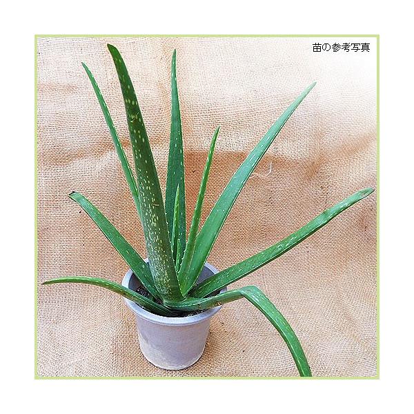 木立アロエよりも葉が大きく、肉厚で苦味がないので、アロエジュースやアロエヨーグルト、サラダなどに使われています。生長すると60cm〜100cm程になり、また初夏には黄色〜オレンジ色の花が咲きます。「アロエベラの苗」サイズ：4〜5号鉢植え