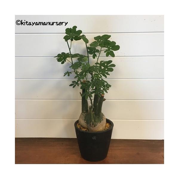 多肉植物]アデニア・グラウカ［現品］ : 植物・園芸専門店 花育通販