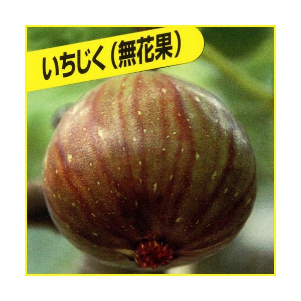 人気No.1の甘いイチジク（いちじく）「ドーフィン」の苗木を販売しています。夏と秋に2回収穫することができます。イチジク（いちじく）の中でも特に人気があり、夏果は大きいもので200g程、秋果は 100g程で小ぶりながら糖度が増します。とても...