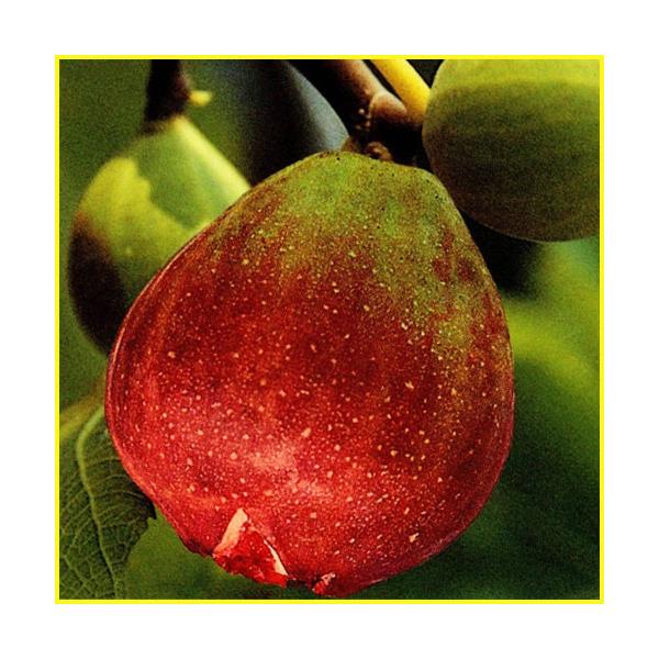 蓬莱柿（ほうらいし）と呼ばれる「日本種いちじく」の苗木を販売しています。「日本種いちじく」は乾燥に強くて育てやすいのが特徴です。収穫期には60〜90g程の甘みの多い果実がたくさん収穫できます。秋から春の時期は葉がついておらず、夏頃から葉が付...