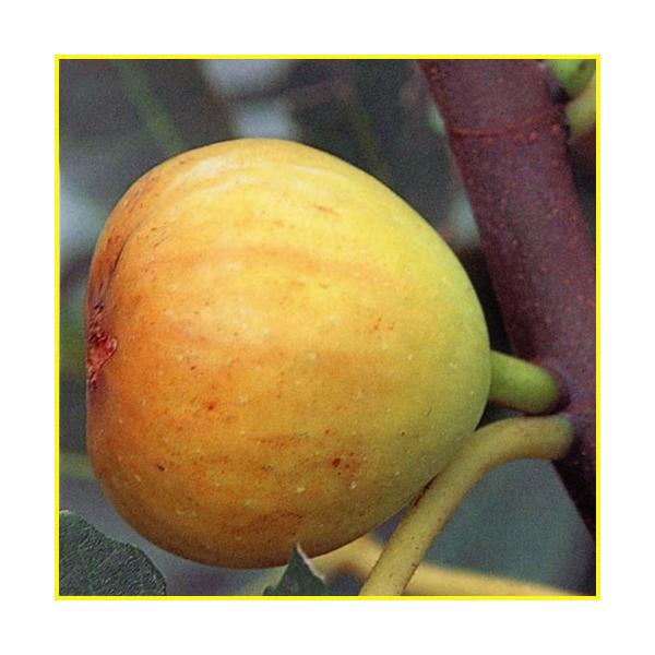 人気の果樹の中の一つ、いちじく「ホワイトゼノア」の苗木を販売しています。夏と秋に2回収穫することができ、皮ごと食べられる人気のイチジクです。香りが強く濃厚な甘みと肉質のあるのが特徴で、夏果は大きいもので150g程、秋果は 80g程で小ぶりな...