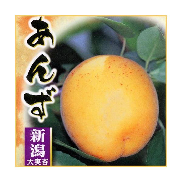 杏(あんず)苗木 新潟大実杏 : 植物・園芸専門店 花育通販Yahoo!店