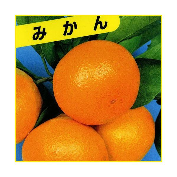 蜜柑 ミカン の苗木 宮川早生 温州みかん Buyee Buyee Jasa Perwakilan Pembelian Barang Online Di Jepang