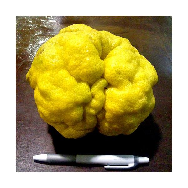 独特の形と大きさが特徴的な柚子（ゆず）「獅子ユズ」の苗木を販売しています。耐寒性が最も高いユズであり、寒冷地での栽培に最適なユズです。手のひら位の大きさの実がなり、匂いも強く、ユズ湯やジャム作りにおすすめします。1本で実がつきますので受粉樹...