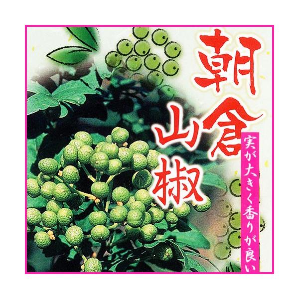 家庭での栽培におすすめの朝倉山椒（さんしょう）の苗木を販売しています。朝倉山椒は1本で実が収穫できます。トゲがないので育てやすく、家庭で気軽に収穫できる山椒（サンショウ）です。朝倉山椒の実は大きく香りがとても良く、実や葉、木の芽がすべて利用...