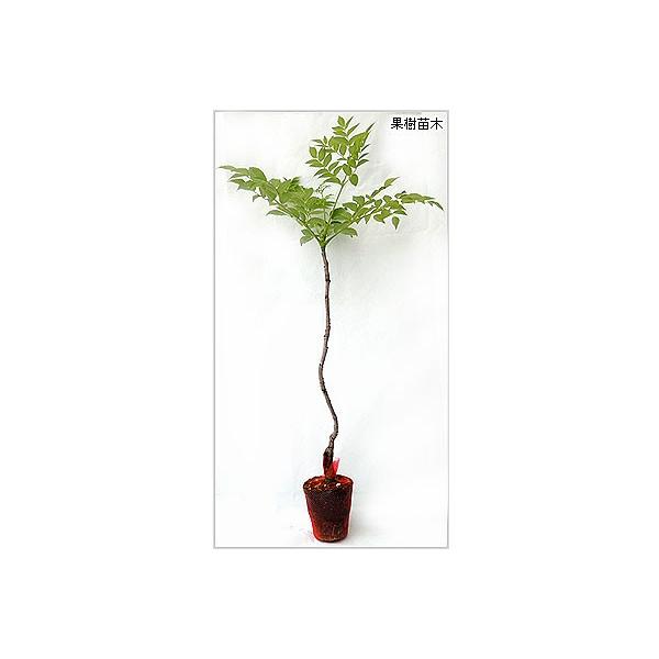 とげなしタラの木 タラの芽 苗木 Buyee Buyee Japanese Proxy Service Buy From Japan Bot Online