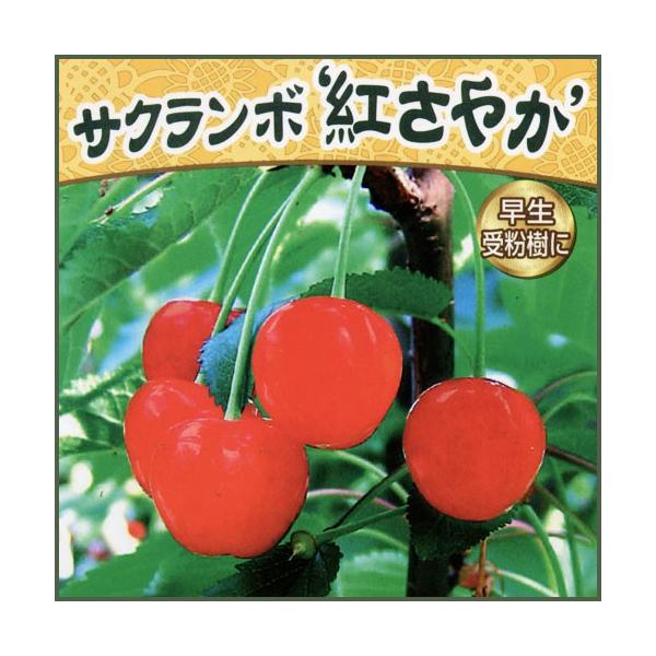 さくらんぼ苗木 紅さやか : 植物・園芸専門店 花育通販Yahoo!店 - 通販