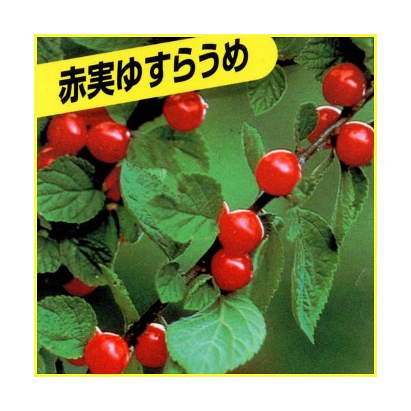 家庭菜園向けの「ユスラウメ（赤実）の苗木」を販売しています。（俗名：ユスラゴ）春には小さな可愛らしい花を咲かせ観賞価値も高いです。サクランボのような小ぶりの赤い果実は、味もさくらんぼに似て酸味少なく甘くてジューシーです。また、1本で実をつけ...