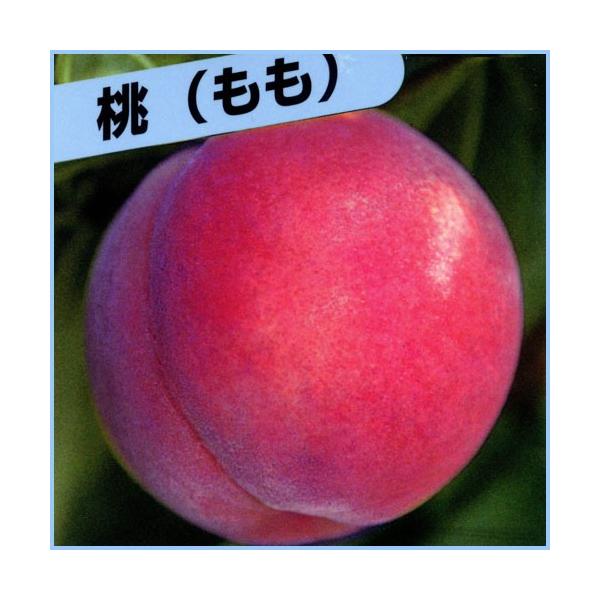 人気No.1の桃(モモ)「大久保」の苗木を販売。モモの中でも栽培しやすい品種です。250g〜300g程の果実は柔らかく、甘味はバツグンです。春に咲くピンクの花も綺麗で観賞価値もあります。花粉が多いので他の桃の受粉樹としても安心してお使いいた...