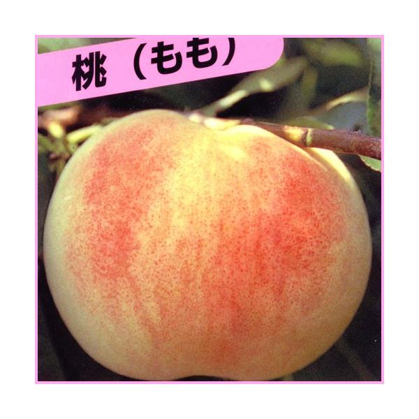 果樹栽培初心者におすすめの桃(もも)「白凰(ハクホウ)」の苗木を販売。白凰は甘味の強い桃の代表的な品種です。最大250g程の果実は甘味が強く、果汁たっぷりでジューシーな食感が味わえます。春に咲くピンクの花も綺麗で観賞価値もあります。サイズ：...